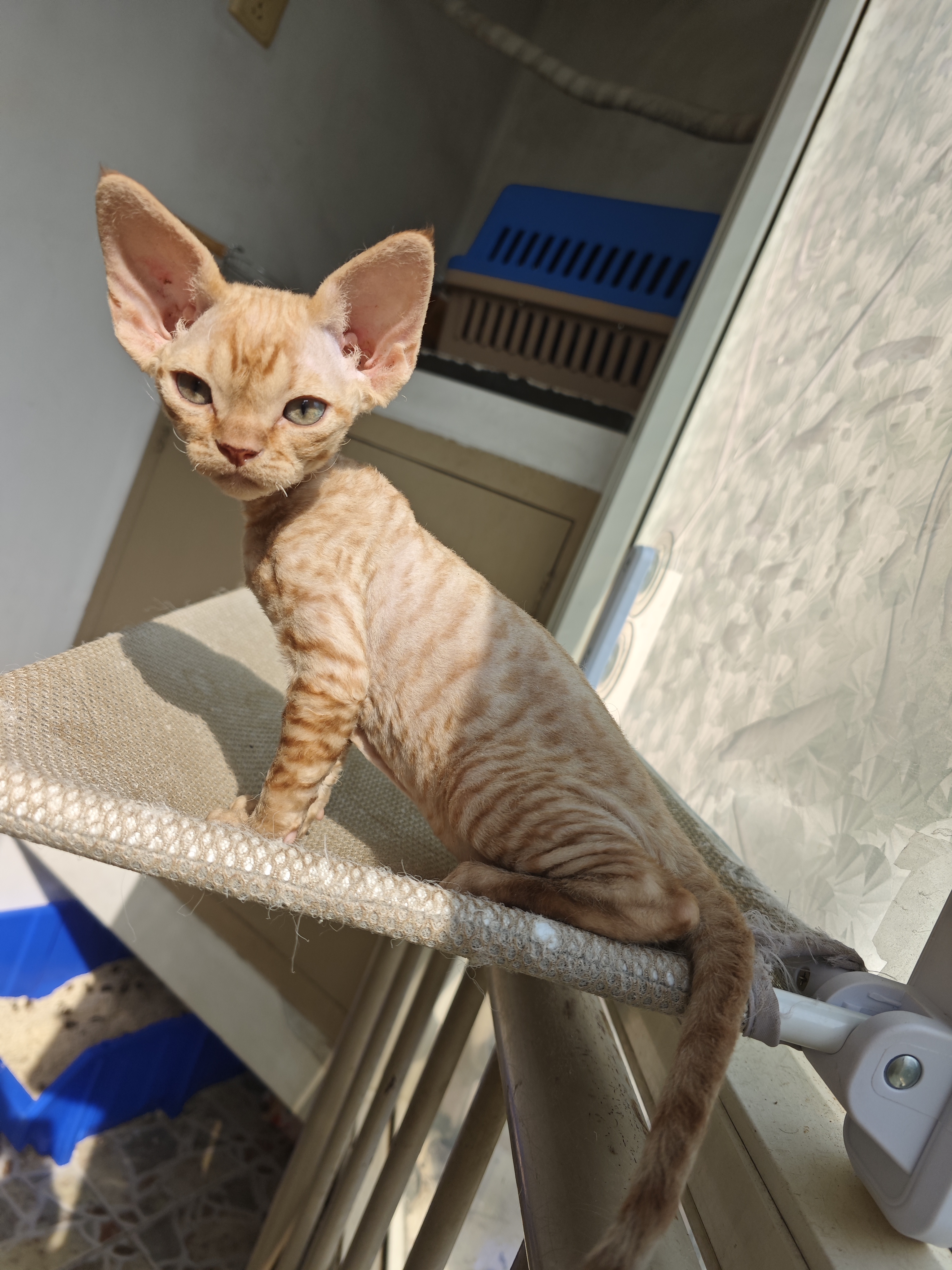 德文卷毛猫